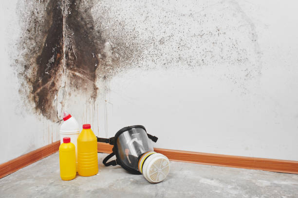 Best Black Mold Remediation in Saranac, MI