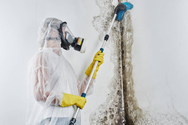Best Post-Flood Mold Remediation in Saranac, MI