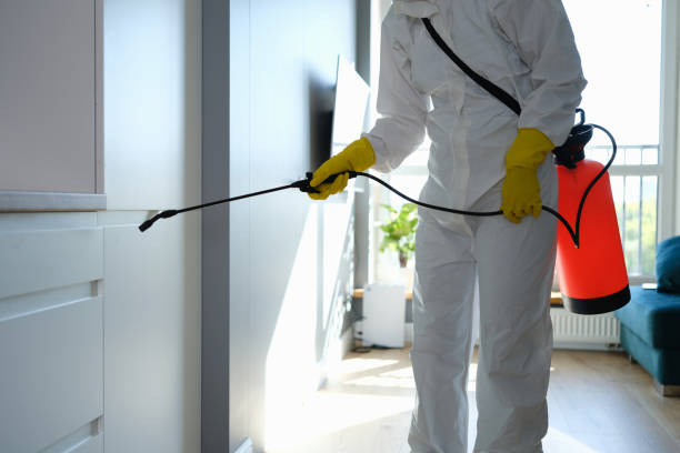 Best Post-Flood Mold Remediation in Saranac, MI