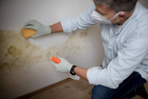 Best Industrial Mold Remediation in Saranac, MI