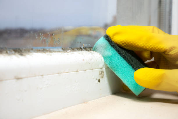 Best White Mold Remediation in Saranac, MI