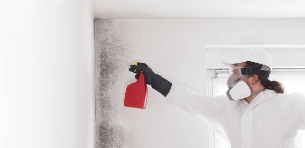 Best Localized Mold Remediation (e.g., coastal areas, humid climates) in Saranac, MI