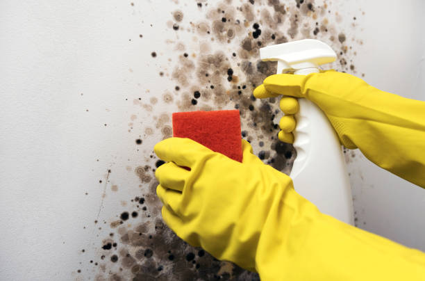 Best Emergency Mold Remediation in Saranac, MI