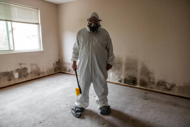 Best Bathroom Mold Remediation in Saranac, MI