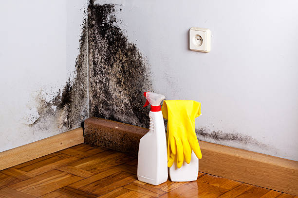 Best Crawl Space Mold Remediation in Saranac, MI