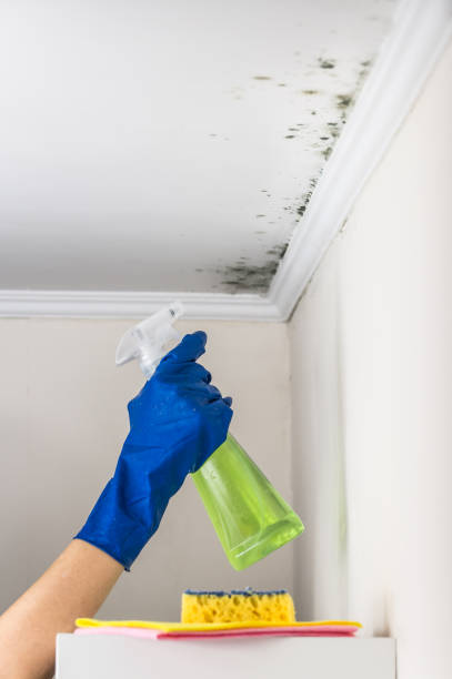 Reliable Saranac, MI Mold Remediation Solutions