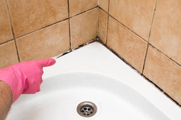 Best Basement Mold Remediation in Saranac, MI